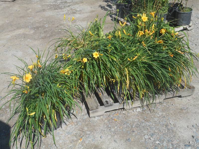 Pallet Of Approx (9) Daylily Planti...