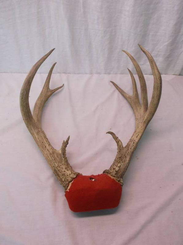 Deer Rack