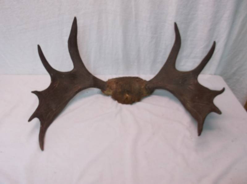 Moose Horn