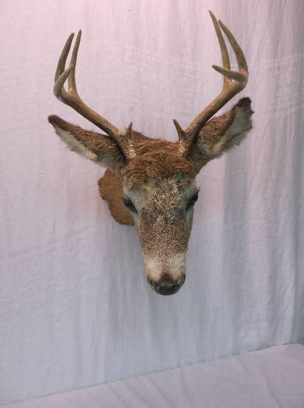 Deer Mount