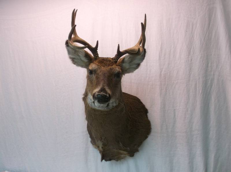 Deer Mount
