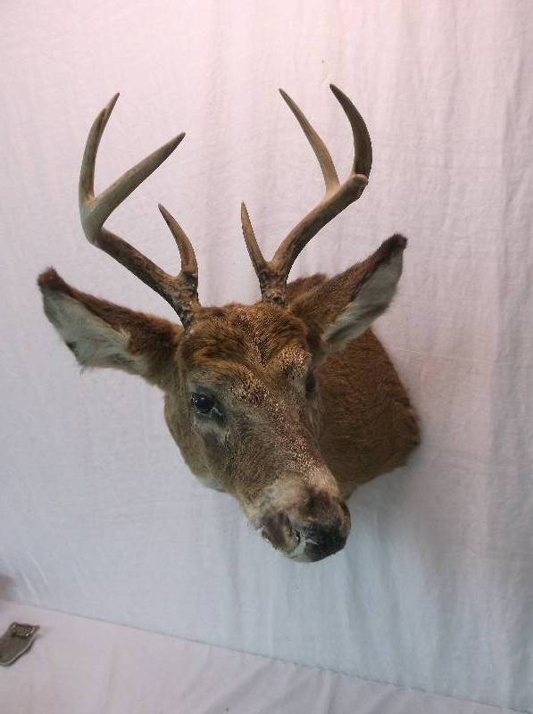 Deer Mount
