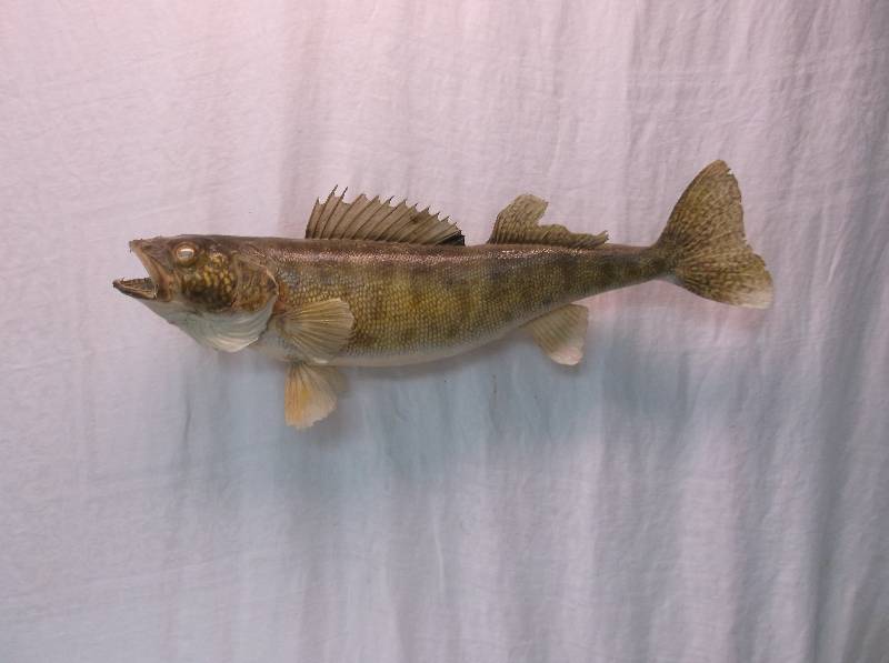 Walleye Mount