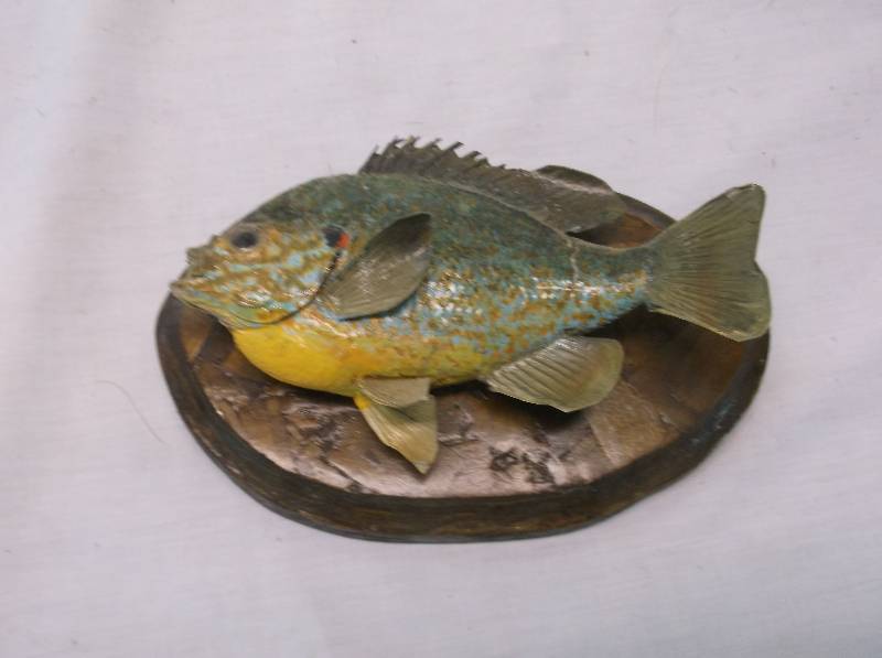 Bluegill
