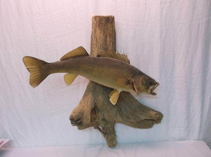 Walleye Mount