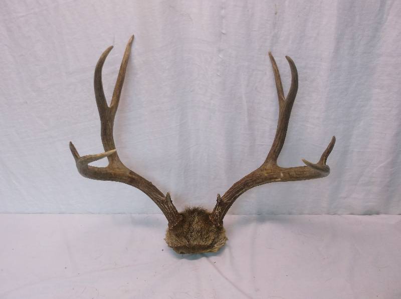 Deer Rack