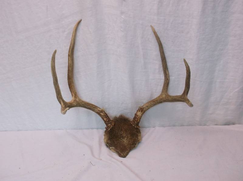 Deer Rack