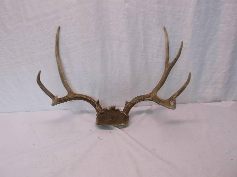Deer Rack