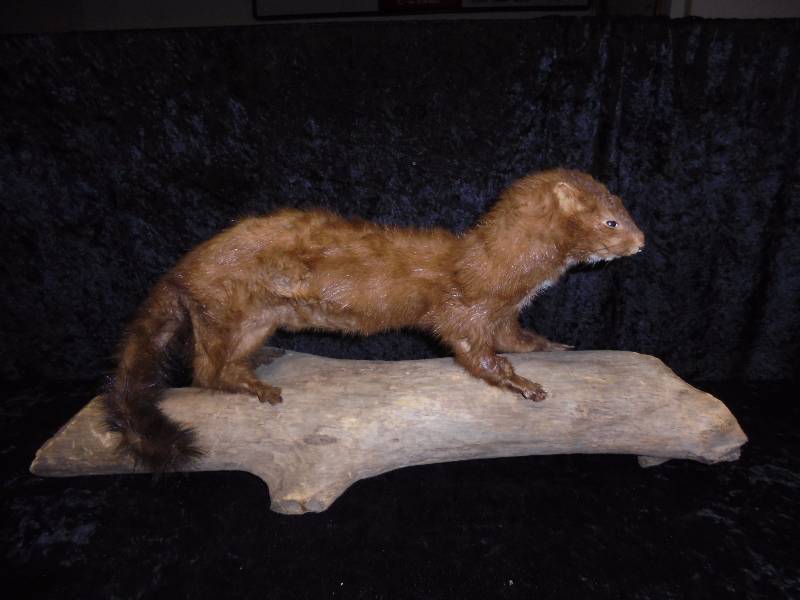 Mounted Mink on Log