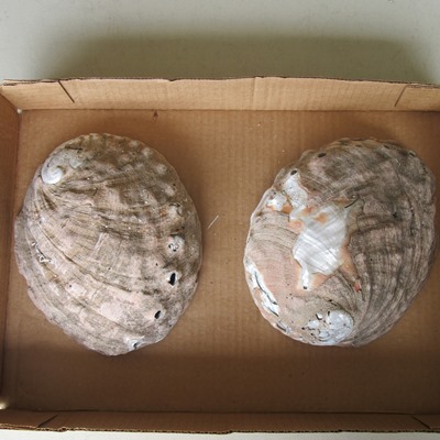 Shells