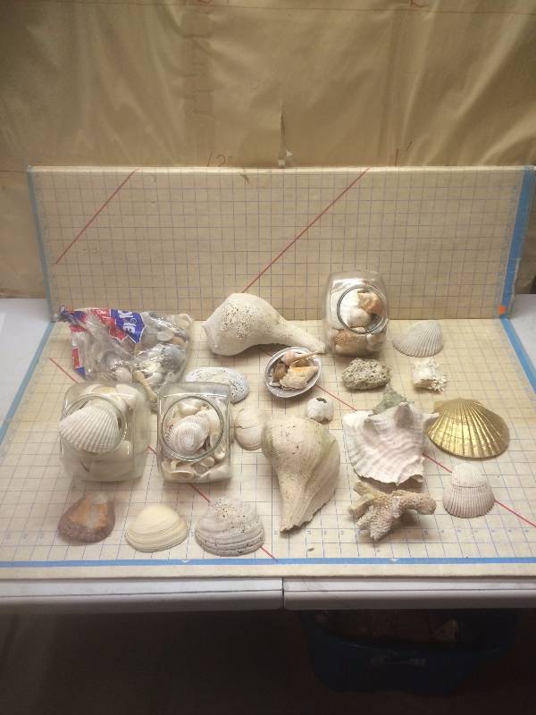 Sea shells