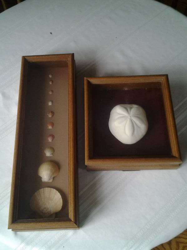 2-Framed Sea Shells