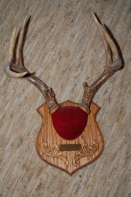 lot 76 image: White tail deer horns