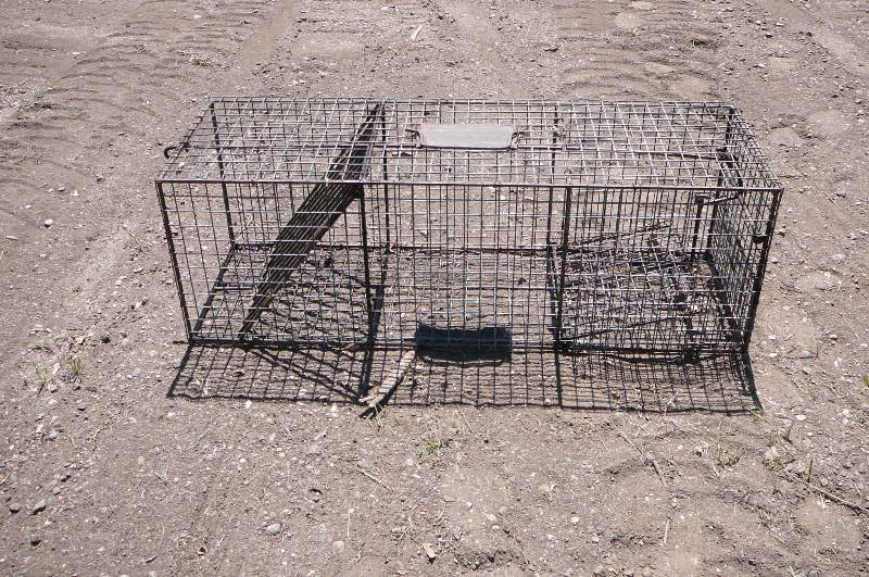 Live Trap