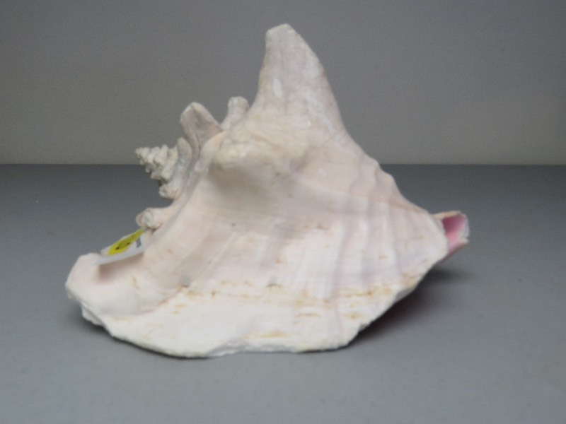 Large Sea Shell