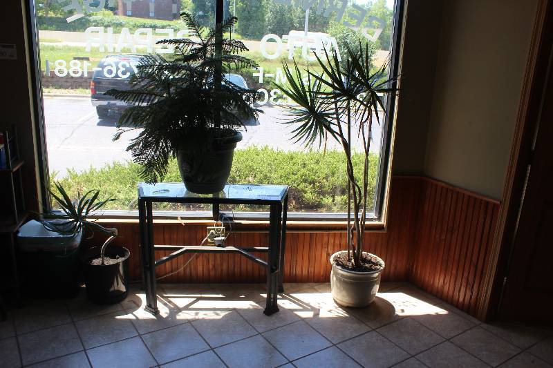 lot 182 image: Lot of (3) Potted Plants
