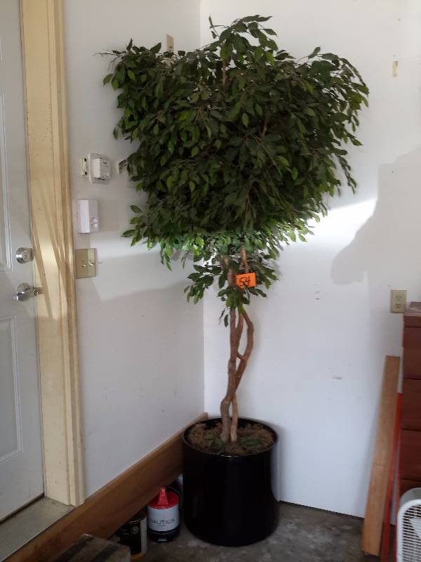 Nice Artificial Tree..8 ft high.. Very nice Ceramic pot. Heavy