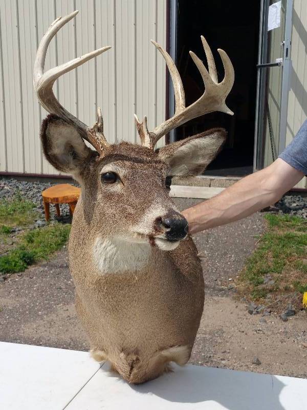 lot 39 image: Buck Deer Mount - Antlers