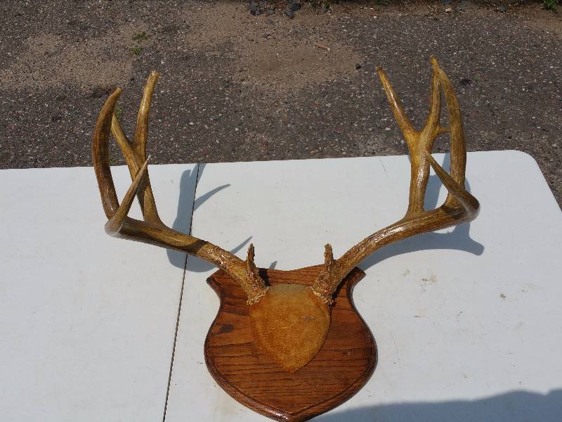 lot 41 image: Mounted Deer Antlers