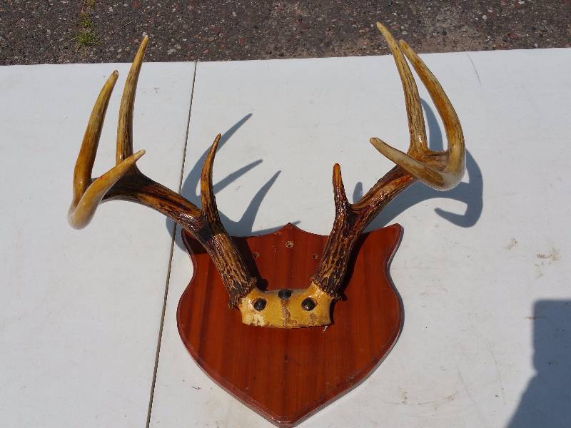 lot 42 image: Mounted Deer Antlers