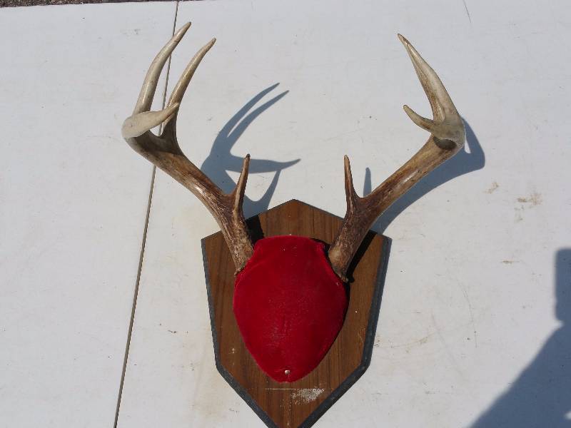 lot 43 image: Mounted Deer Antlers