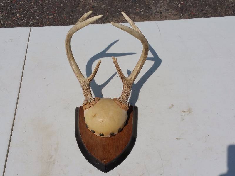 lot 44 image: Mounted Deer Antlers