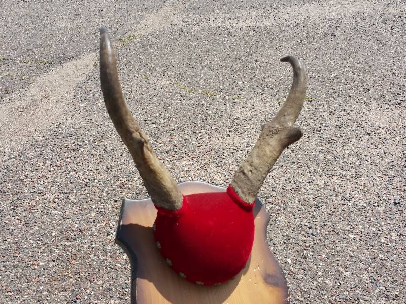 lot 46 image: Mounted Pronhorn Antelope Antler