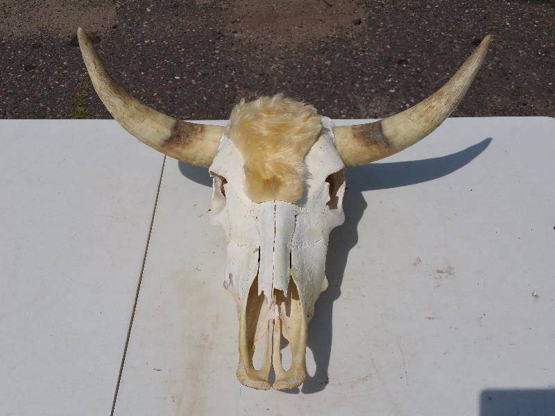 lot 49 image: Steer Skull & Horns - No Paint