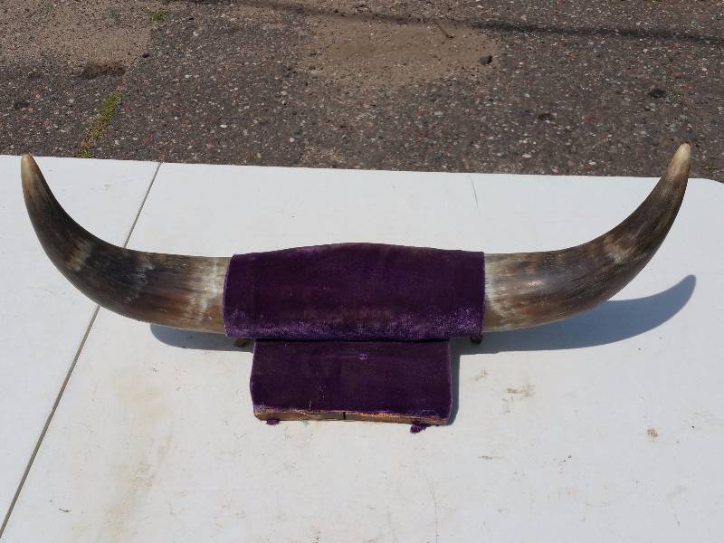 lot 50 image: Mounted Bull Horns