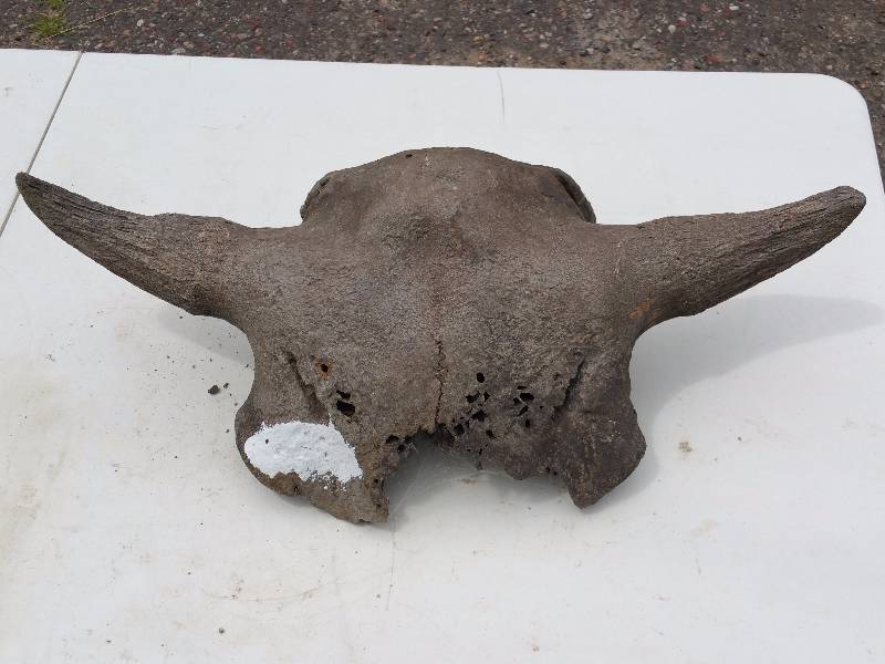lot 51 image: Buffalo Skull & Horns