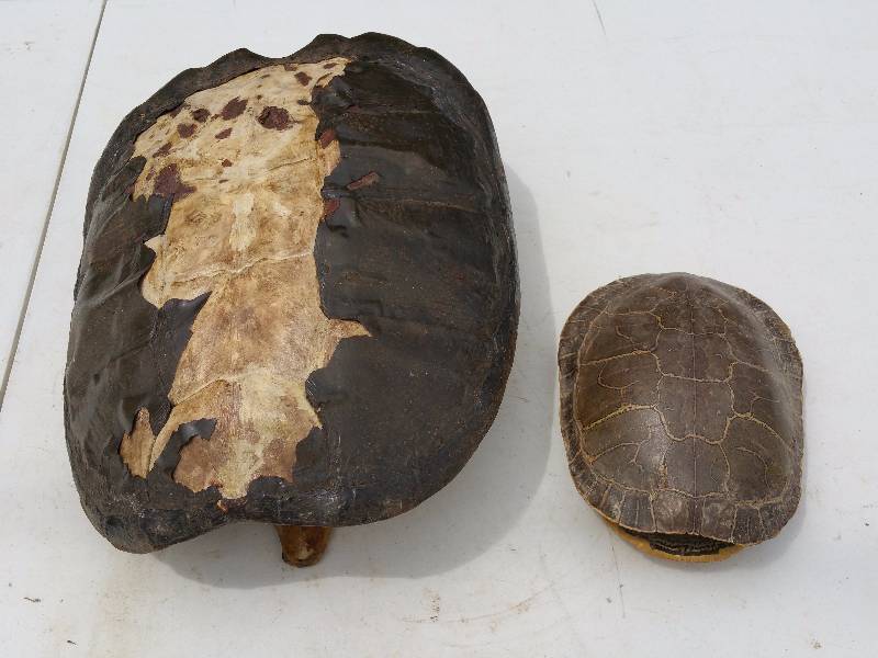 lot 52 image: Two Turtle Shells