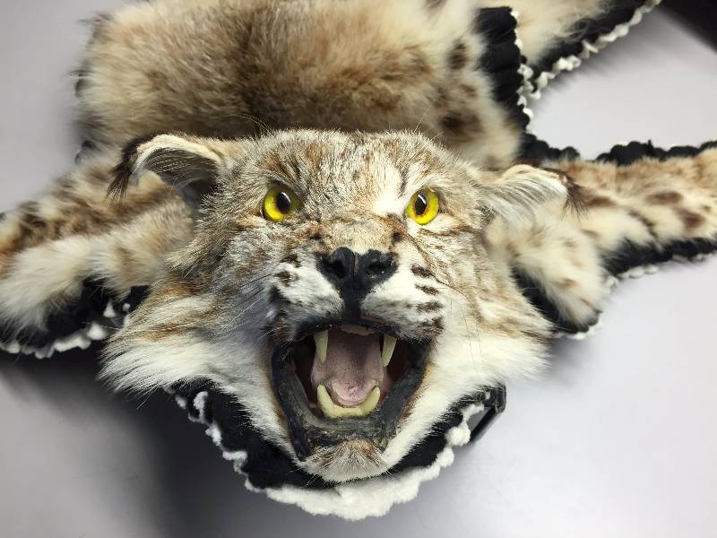 lot 31 image: LYNX TANNED FUR