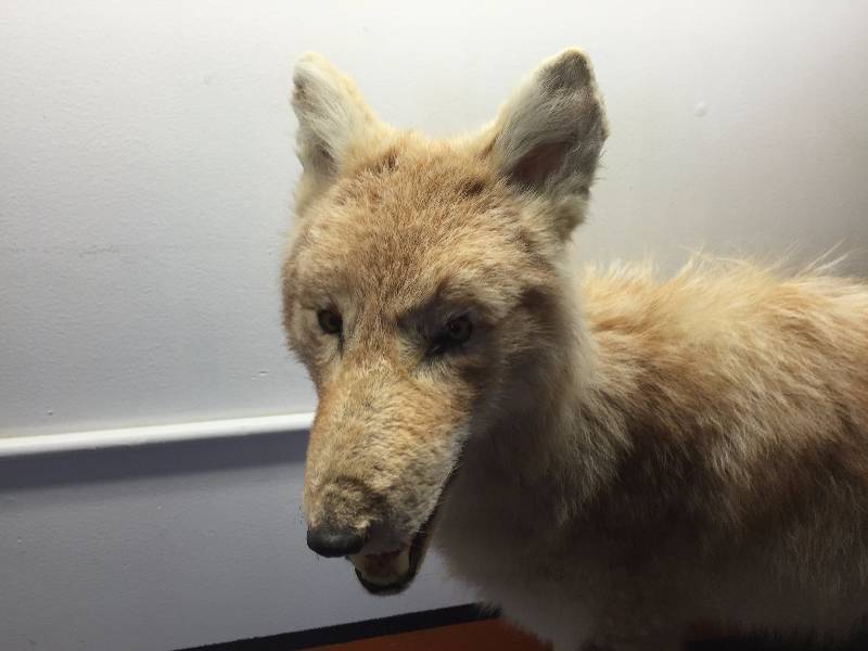 lot 32 image: COYOTE MOUNT