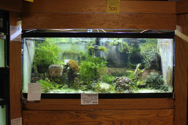 lot 1 image: 75-Gallon Aquarium w Overflow Box, 100-Gallon Biotower, Skimmer, 20 Long WetDry Sump, Return Pump, Circulation Pump