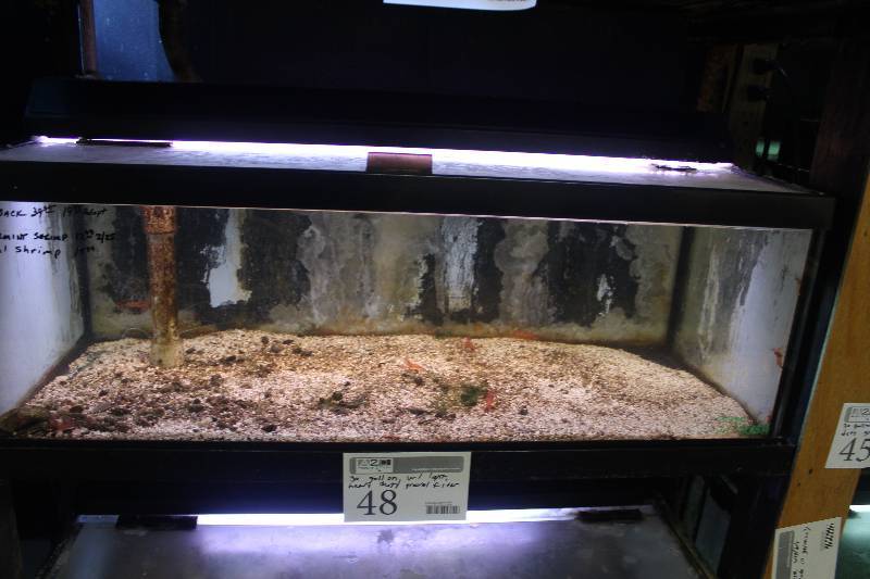 lot 48 image: 30-Gallon Breeder Aquarium - Drilled w Glass top, Light, Bulkhead and Stand pipe.