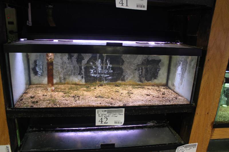 lot 42 image: 30-Gallon Breeder Aquarium - Drilled w Glass top, Light, Bulkhead and Stand pipe.