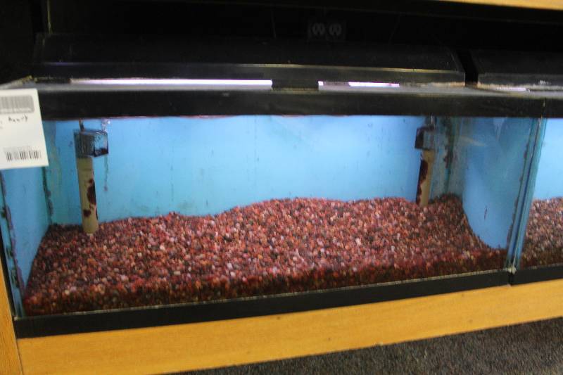 lot 23 image: 20-Gallon Long Aquarium w Glass top, 30 Light, Under-gravel Filter, and Gravel