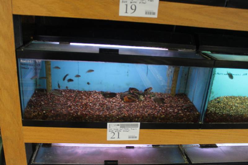 lot 21 image: 20-Gallon Long Aquarium w Glass top, 30 Light, Under-gravel Filter, and Gravel