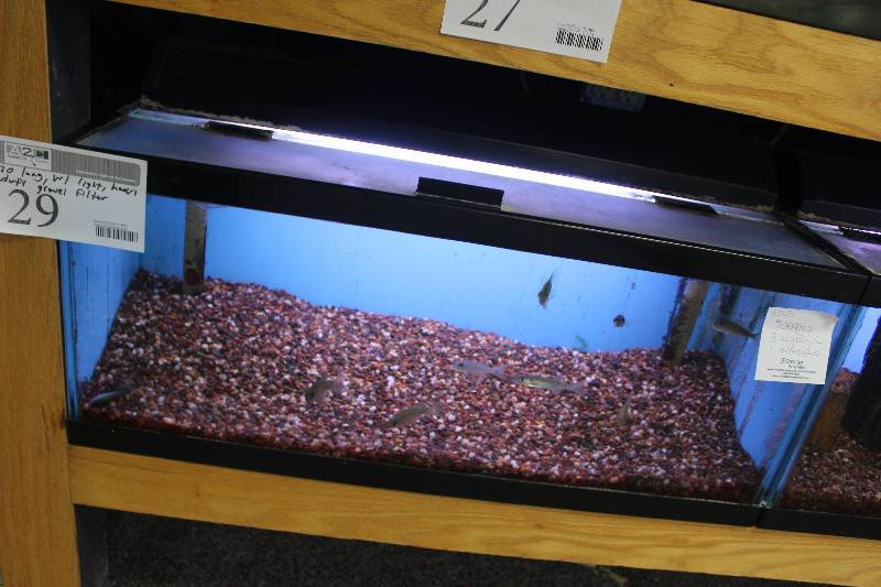 lot 29 image: 20-Gallon Long Aquarium w Glass top, 30 Light, Under-gravel Filter, and Gravel