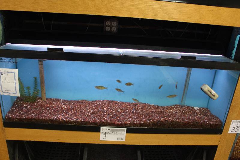 lot 3 image: 40-Gallon Aquarium w 48 Light, Glass Top, Undergravel Filter, and Gravel