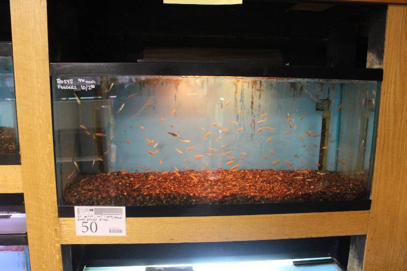 lot 50 image: 30-Gallon Aquarium w Glass top, Light, Under-gravel Filter, and Gravel