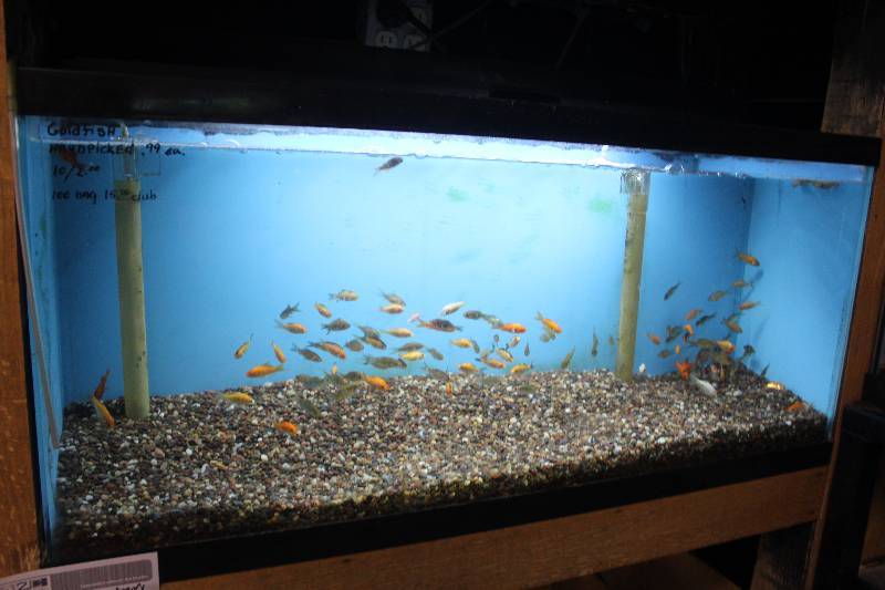 lot 51 image: 30-Gallon Aquarium w Glass top, Light, Under-gravel Filter, and Gravel