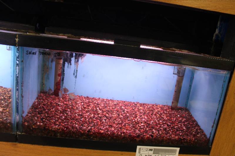 lot 64 image: 15-Gallon Aquarium w Glass top, Light, Under-gravel Filter, and Gravel