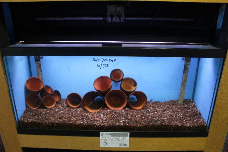 lot 5 image: 30-Gallon Aquarium w 36 Light, Glass Top, Undergravel Filter, and Gravel