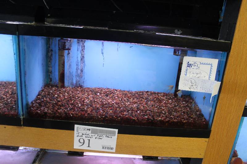 lot 91 image: 15-Gallon Aquarium w Glass top, Light, Under-gravel Filter, and Gravel