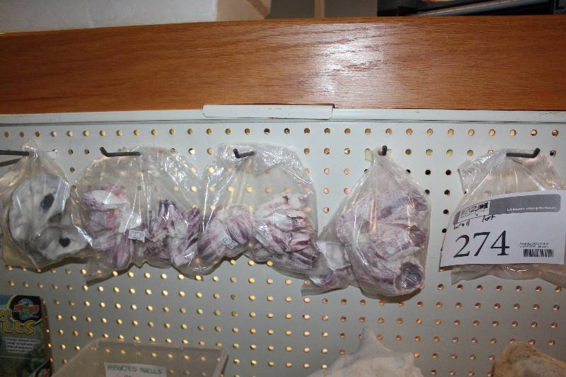 lot 274 image: Wall Lot of Assorted Shells