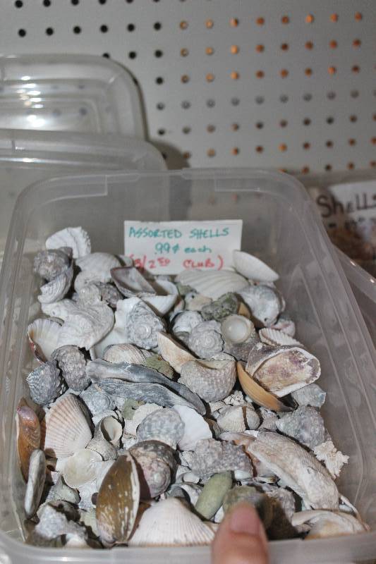 lot 279 image: Box Lot of Assorted Shells