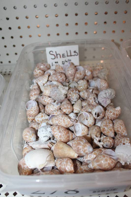 lot 278 image: Box Lot of Assorted Shells