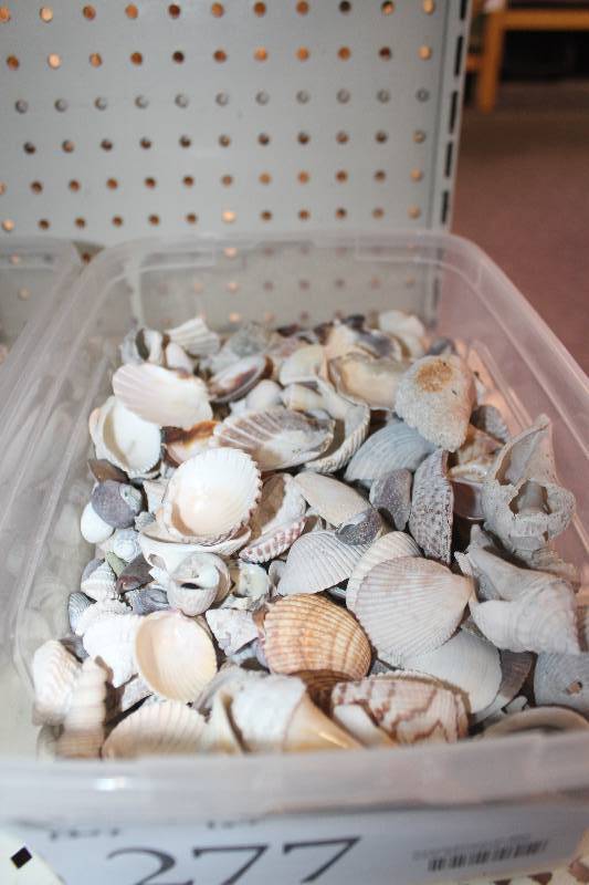 lot 277 image: Box Lot of Assorted Shells