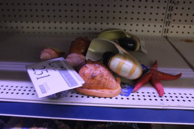 lot 251 image: Shelf Lot of Aquarium Shells